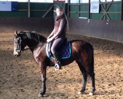 Dressurpferd Skyla 5 (Deutsches Reitpony, 2011, von Proud Rocketti)