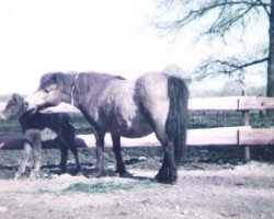 broodmare Jacoba von Bairawies (Shetland Pony, 1969, from Putzig)