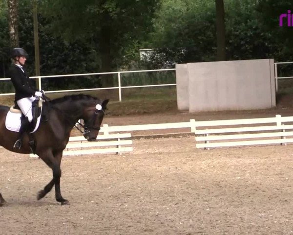 Reitturnier Heiden 2020