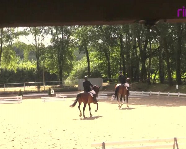 Reitturnier Heiden 2020
