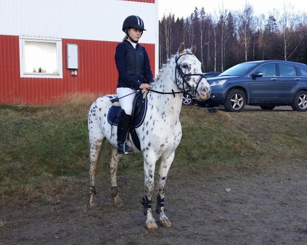 stallion Dunkans Cashmir (Knabstrupper, 2009, from Norkrons Lotus)