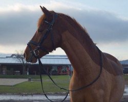 dressage horse Merlin 1726 (Pony without race description, 2010)