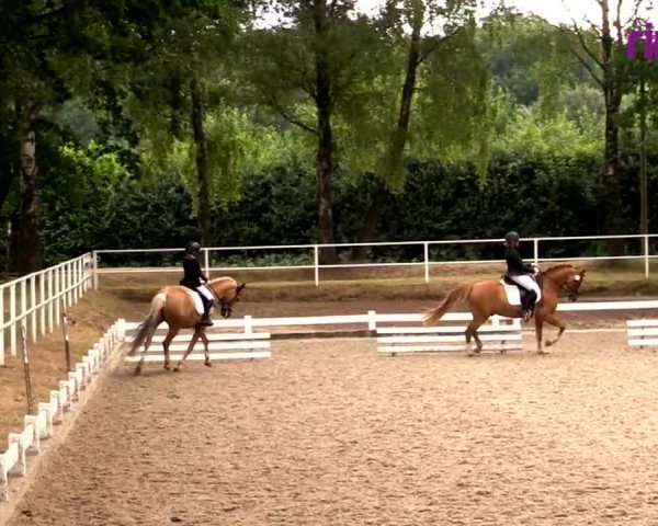 Reitturnier Heiden 2020