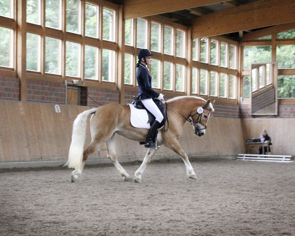 dressage horse Gilli (Haflinger, 2004, from Sternkämpfer (0,39% ox))