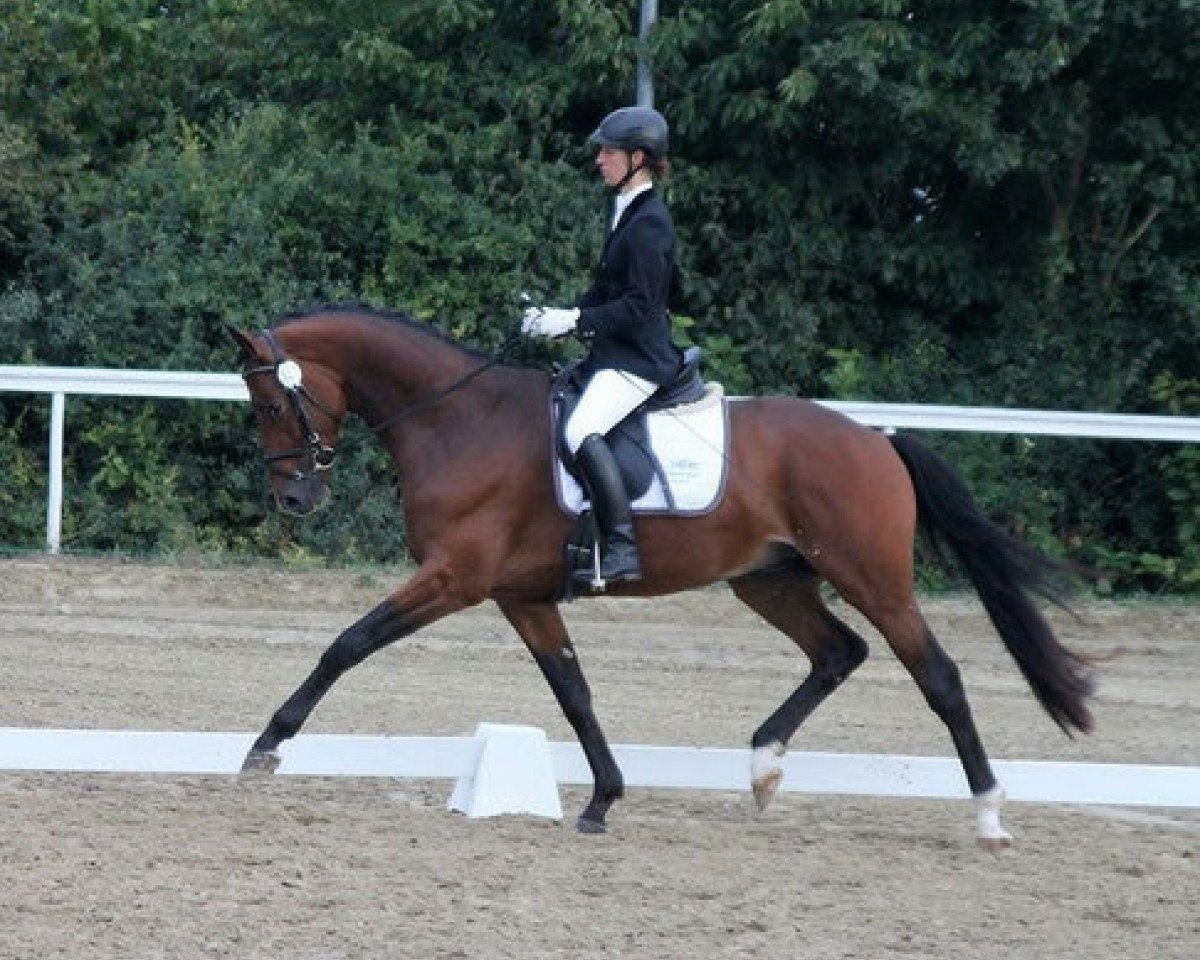 Deckhengst Unicato (Trakehner, 2012, von All Inclusive)
