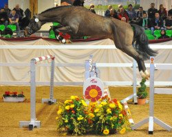 stallion Sir Mecklenburg (Mecklenburg, 2012, from Stylist)