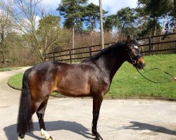 dressage horse Liebster N (Westphalian, 2012, from Last Man Standing)