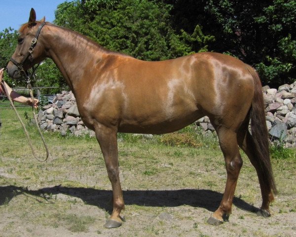 Zuchtstute Quadriga (Deutsches Sportpferd, 2005)