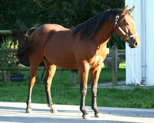 Pferd Furys Smart Revenge (Quarter Horse,  )