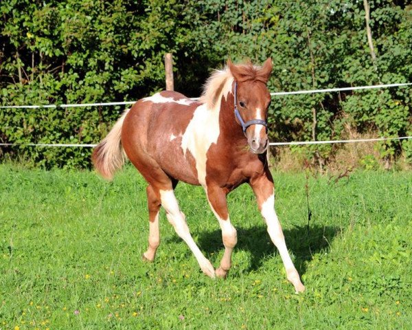 Pferd Trus Painted Love (Paint Horse, 2015)
