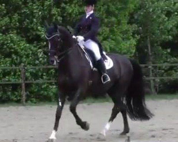 dressage horse Wodan (KWPN (Royal Dutch Sporthorse), 2003, from Osmium)