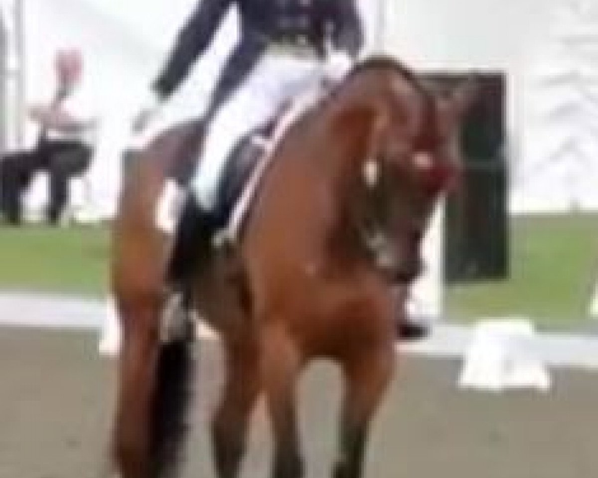 Drezurní kůň Fitzcerraldo (Šagya arab, 1998, od Feuerbrand)