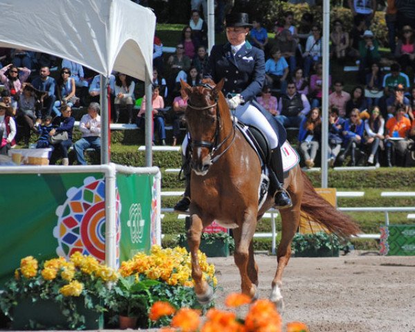 dressage horse Aurora El Camino (Mexican Riding Horse, 2005, from Prestige)