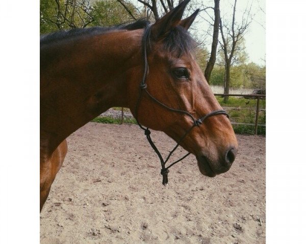 horse Flying Dutchman 38 (KWPN (Royal Dutch Sporthorse), 1990, from Balder)