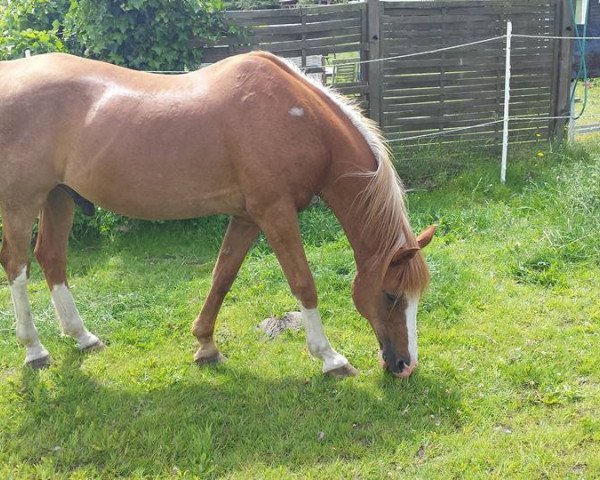 Pferd Atent 2 (Nederlands Rijpaarden en Pony, 1991, von Aron)