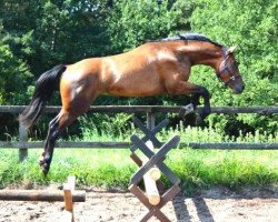 Springpferd Glorious Date (Hannoveraner, 2012, von Grey Top)
