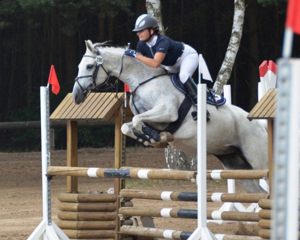 Springpferd Gaccina (Deutsches Reitpferd, 2001)