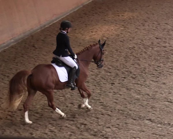 Reitturnier Halver 2020