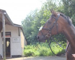 Springpferd Remmy Demmi (Hannoveraner, 2005, von Royaldik)