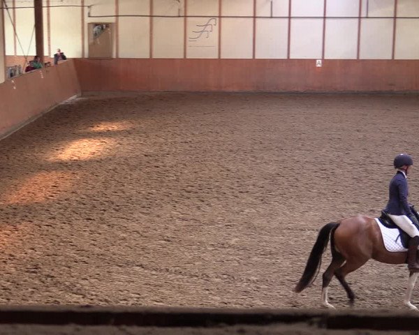 Reitturnier Halver 2020