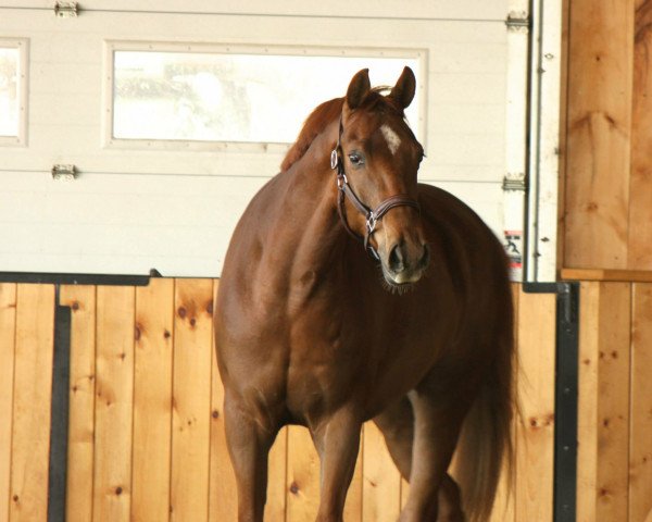 horse Piquet (Hanoverian, 2007, from Perigueux)