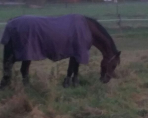 horse Capall Deas (Holsteiner, 2001, from Carry)