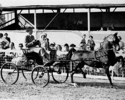 stallion Highstone Nicholas (Hackney (horse/pony), 1952, from Gatesheath Glitter)