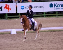 dressage horse Indiana Joe (Dutch Harness Horse/Tuigpaard, 2000)