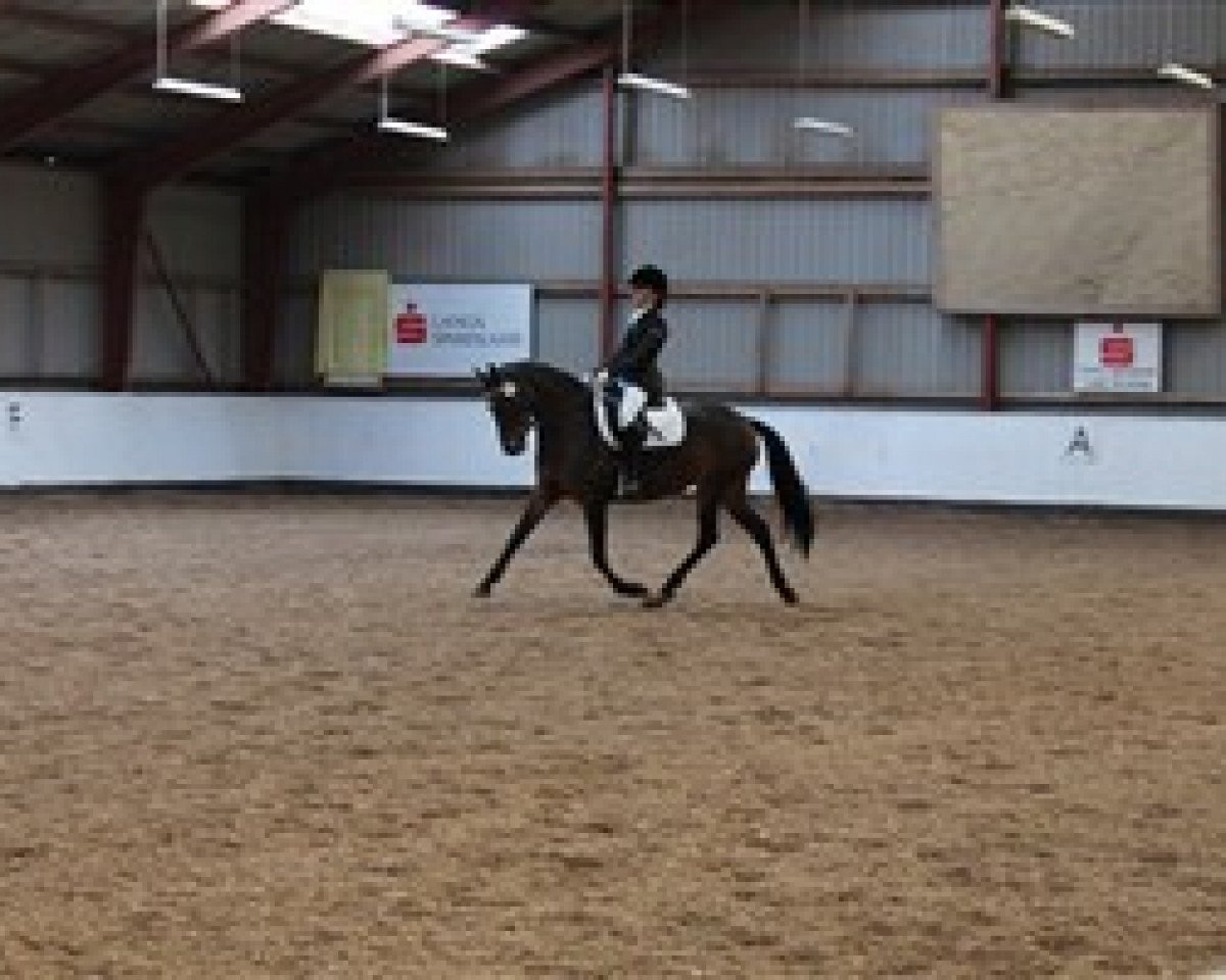 dressage horse Lilo L (Danish Reitpony, 2005, from Notre Bac)