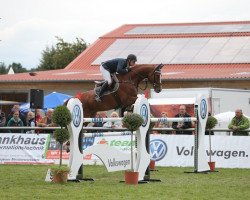 jumper Quinaro 3 (Oldenburg, 2002, from Quattro B)