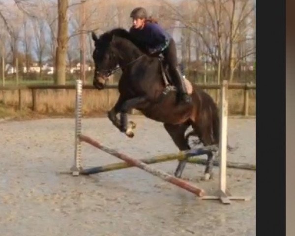 Pferd Florin 36 (Westfale, 2011, von First Selection)