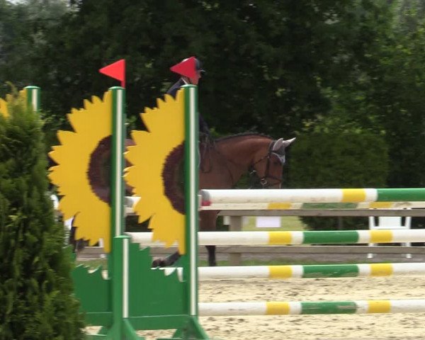 Reitturnier Münster-Handorf 2020