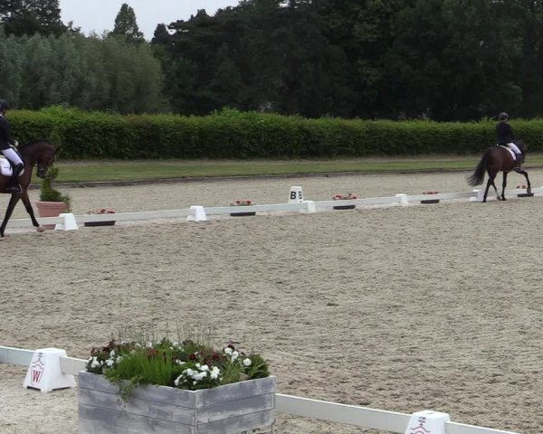 Reitturnier Münster-Handorf 2020