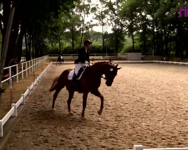Reitturnier Heiden 2020