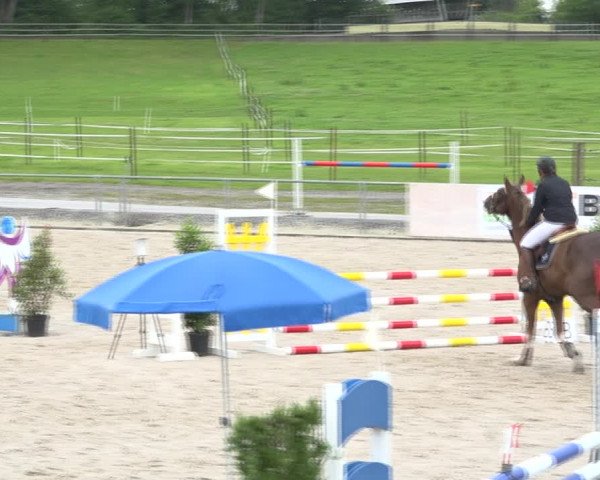 Reitturnier Galgenen 2020