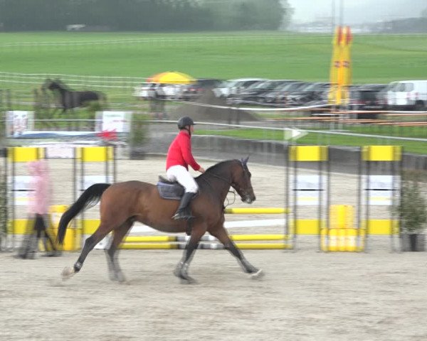 Reitturnier Galgenen 2020