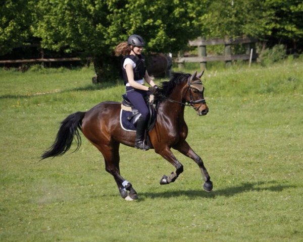 jumper Cheval Vapeur WE (German Riding Pony, 2005, from Charm of Nibelungen)