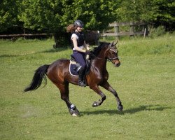 jumper Cheval Vapeur WE (German Riding Pony, 2005, from Charm of Nibelungen)