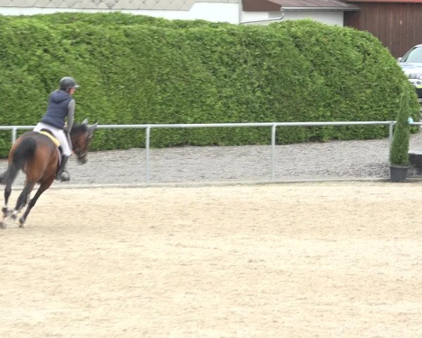 Reitturnier Galgenen 2020