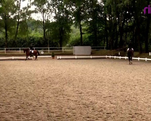 Reitturnier Heiden 2020