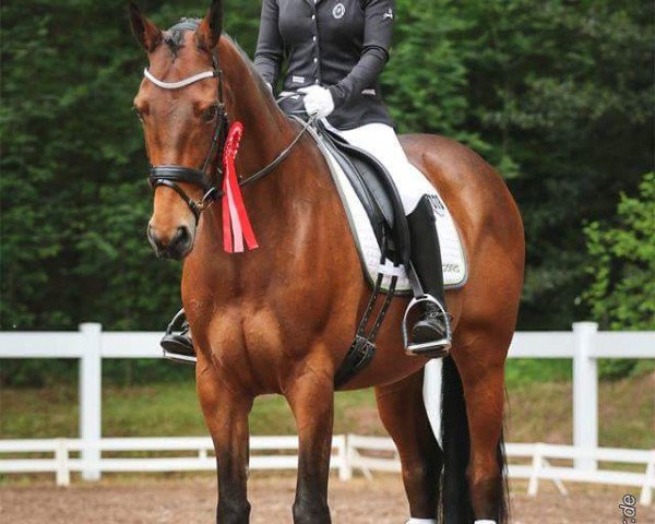 dressage horse Captain Connery (Hanoverian, 2003, from Connery)