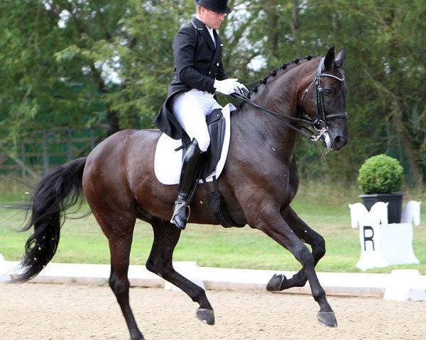 dressage horse Selten Hw (Hanoverian, 2004, from Sandro Hit) dressage horse Selten Hw (Hanoverian, 2004, from Sandro Hit)