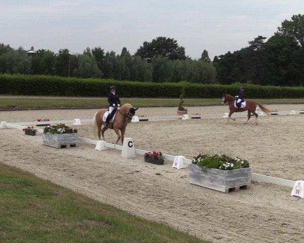 Reitturnier Münster-Handorf 2020