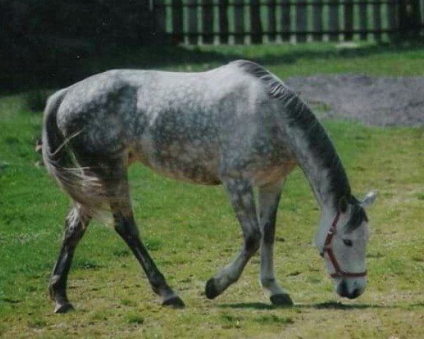 broodmare Farbenfreude (Trakehner, 1991, from Humor 1350)
