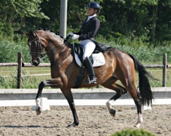 dressage horse Sunrise (Oldenburg, 2006, from Sion)