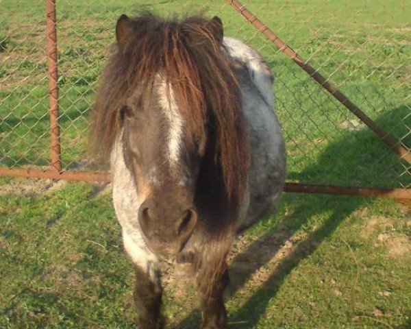 broodmare Peggy (Shetland Pony,  , from Wotan)