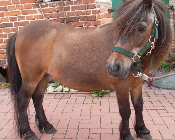 horse Wotan (Shetland Pony, 1982, from Wulf A 190 DDR)