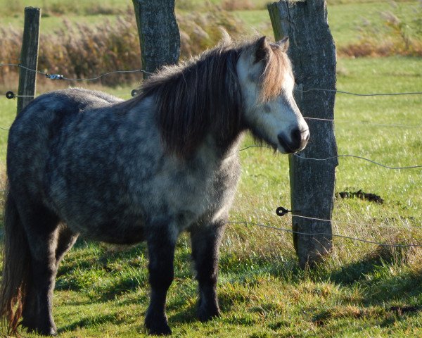 Zuchtstute Wenke (Shetland Pony, 2008, von Carl)