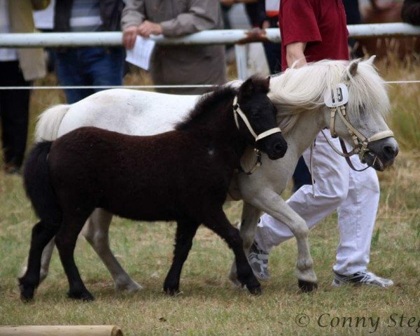 Pferd Oskar (Shetland Pony, 2015, von Othello)