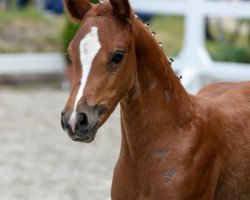 Zuchtstute RM D-Ply in Love (Deutsches Reitpony, 2015, von D-Day AT)